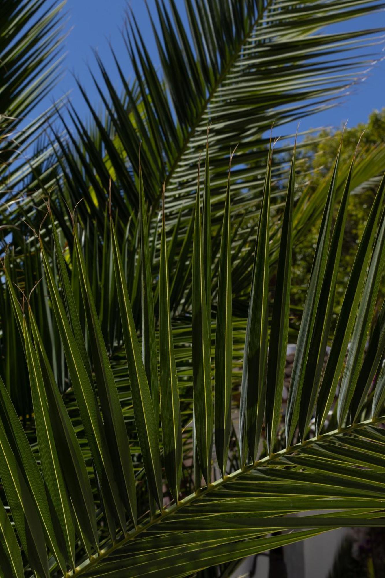 La Casa Del Burro Bed & Breakfast Nerja Exterior photo