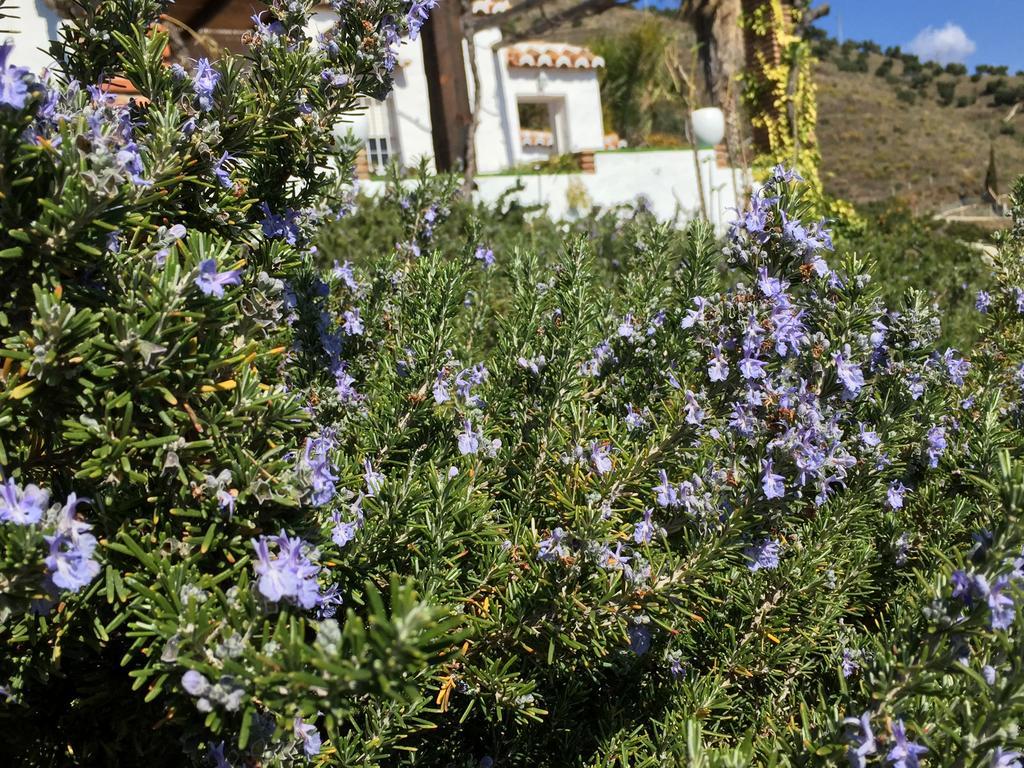 La Casa Del Burro Bed & Breakfast Nerja Exterior photo